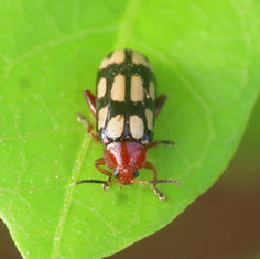 Disonycha scriptipennis