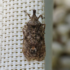 Aphrodisias shaman Lanternfly