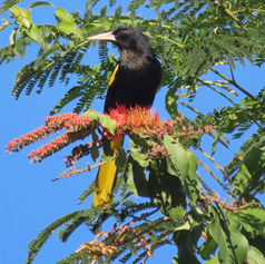 Yellow-winged Cacique (Cassiculus melanicterus)