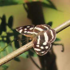 Four-spotted Sailor (Dynamine postverta) - Female