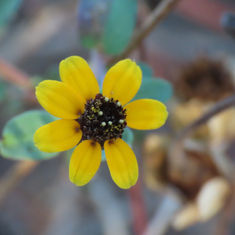 Zinnia maritima