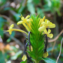 Barleria oenotheroides