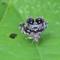 Genus Brenthia - Peacock Moth