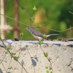 Blue-grey Gnatcatcher (Polioptila caerulea)