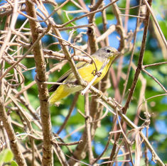 Nashville Warbler (Leiothlypis ruficapilla)