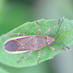 Catorhintha selector