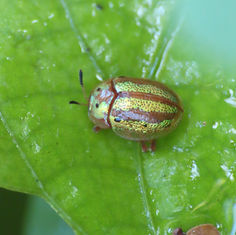 Tortoise Beetles (Tribe Cassidini)