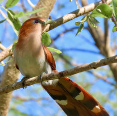 Squirrel Cuckoo (Piaya cayana)
