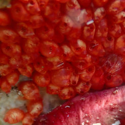 Metandrocarpa (Genus) - Social Sea Squirts