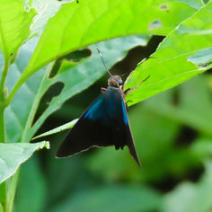 Gilbert's Flasher (Telegonus alector)
