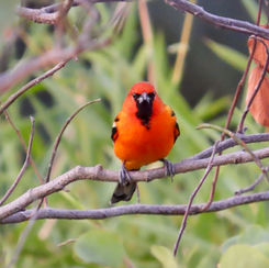 Streak-backed Oriole (Icterus pustulatus)