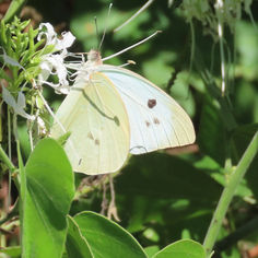 Giant White (Ganyra josephina)