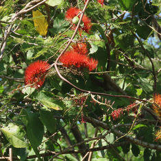 Bushwillow (Combretum farinosum)