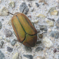 Flower Scarab Beetle (Cotinis pauperula)