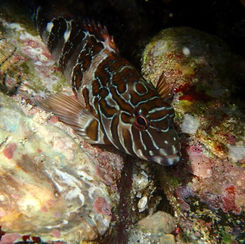 Giant Hawkfish (Cirrhitus rivulatus)
