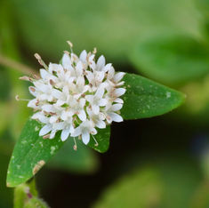 Crusea parviflora