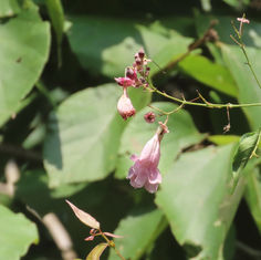 Genus Fridericia