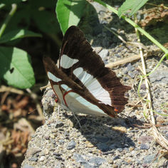 Leading Red-ring (Pyrrhogyra neaerea)