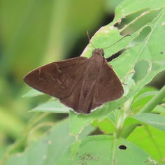 Dark-edged Cloudywing (Cecropterus nigrociliata)