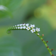 Scorpion's-Tail (Heliotropium angiospermum)
