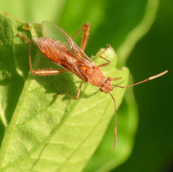 Burtinus notatipennis - Broad-headed Bug