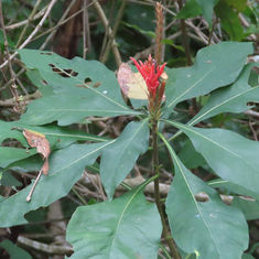 Red Aphelandra (Aphelandra scabra)
