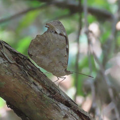 Whitened Bluewing Butterfly (Myscelia cyaniris)