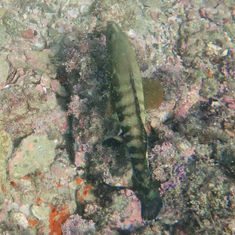 Pacific Graysby (Cephalopholis panamensis)