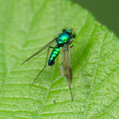 Condylostylus (Long-legged Fly)