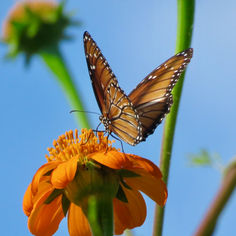 Soldier Butterfly (Danaus eresimus)