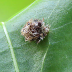 Green Lacewing Larva