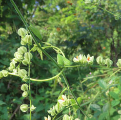 Antigonon flavescens
