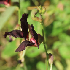 Purple Bush-Bean (Macroptilium atropurpureum)
