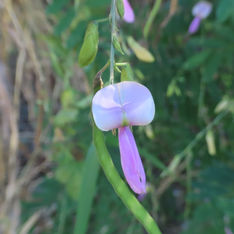Florida Hammock Milkpea (Galactia striata)