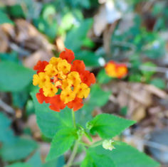 Common Lantana (Lantana camara)