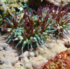 Cortez Sea Anemone (Bunodosoma californicum)