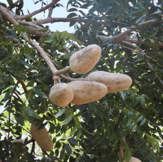 Honduras Mahogany Swietenia humilis