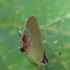 Dusky-blue Groundstreak (Calycopis isobeon)