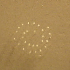 Green Lacewing Eggs