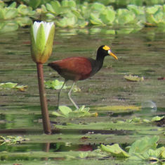 Northern Jacana (Jacana spinosa)