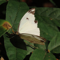 Painted White (Pieriballia viardi)