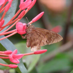 Yellow-tipped Flasher (Telegonus anaphus)