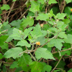 Tropical Blazingstar (Mentzelia aspera)