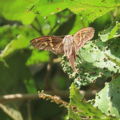 Zilpa Longtail  (Chioides zilpa)