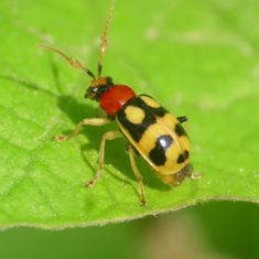 Cerotoma ruficornis