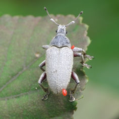 Megalostylus sturmi - Broad-nosed Weevil