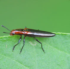 Red-shouldered Lizard Beetle (Langurites lineatus)