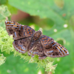 Gold-headed Metalmark (Caria stillaticia)