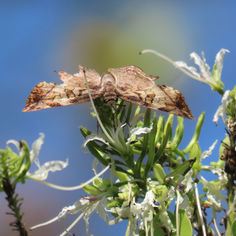 Common Spurwing (Antigonus erosus)