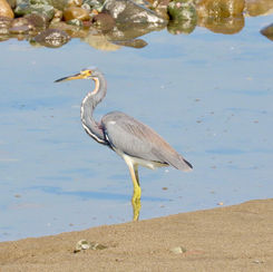 Tricoloured Heron (Egretta tricolor)